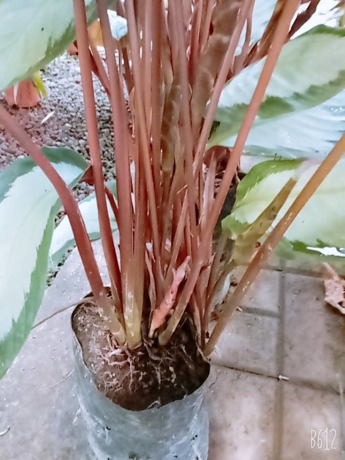 Calathea picturata bark