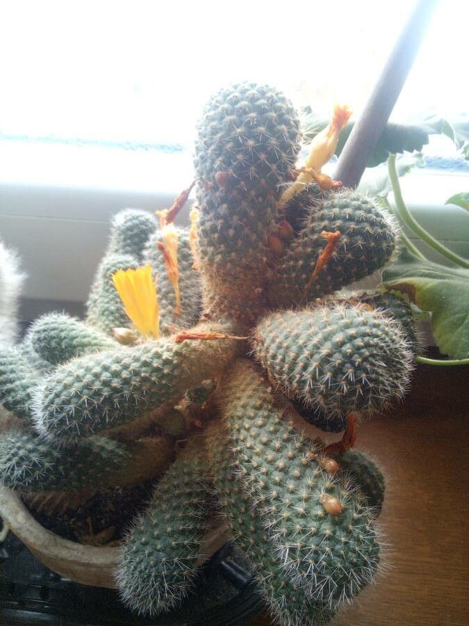 Rebutia muscula leaf