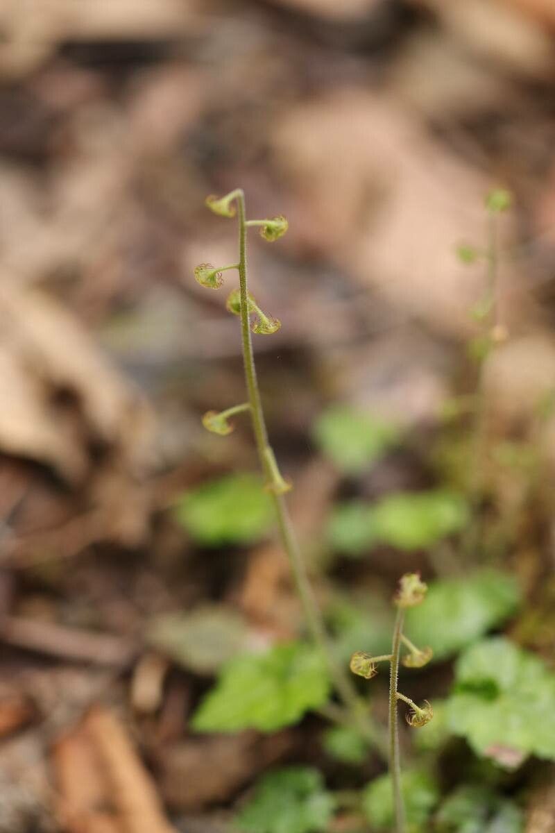 Mitella pauciflora flower