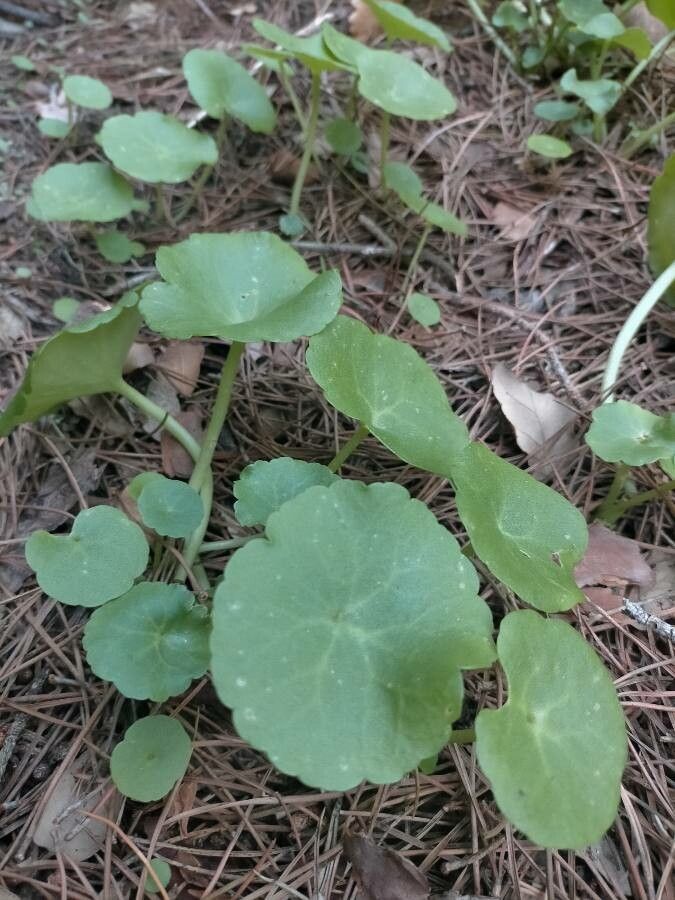 Umbilicus rupestris — search result for 'Crassulaceae'
