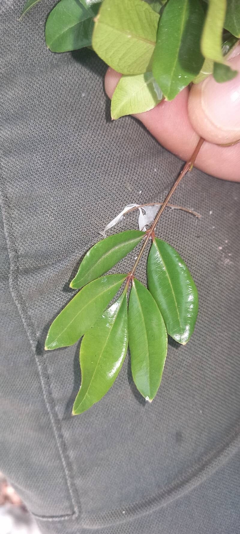 Forestiera eggersiana — related species from the same genus