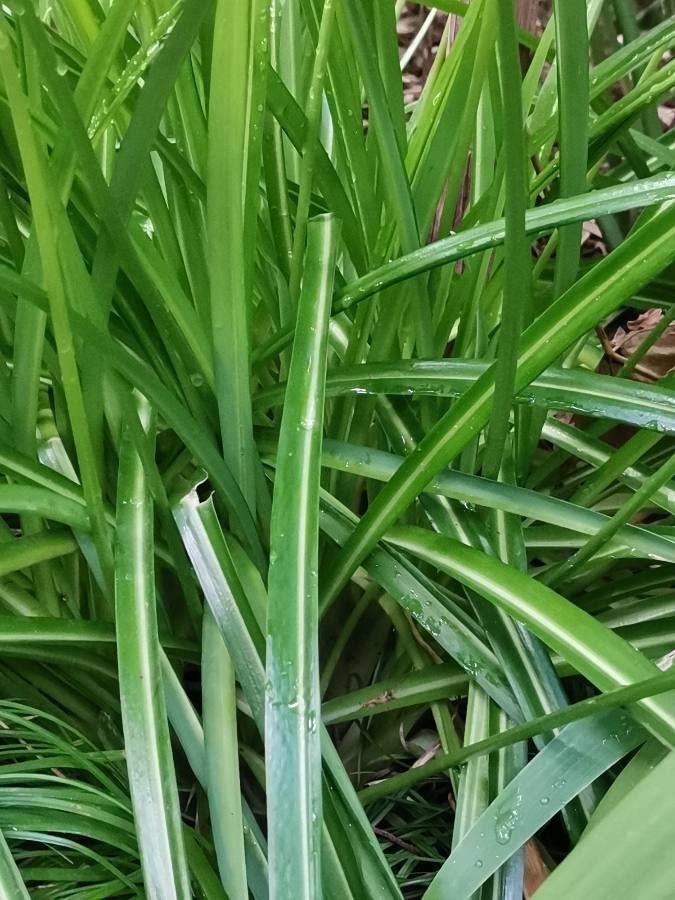 Allium omeiense — search result for 'Allium'