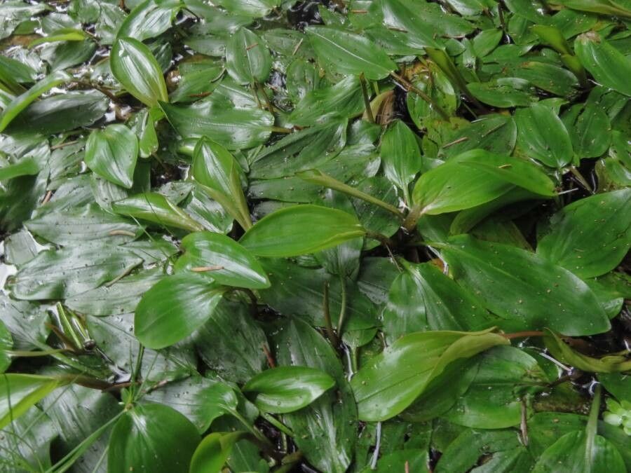 Potamogeton natans — search result for 'Potamogeton'