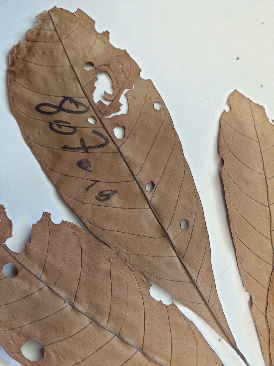 Trichilia surinamensis leaf