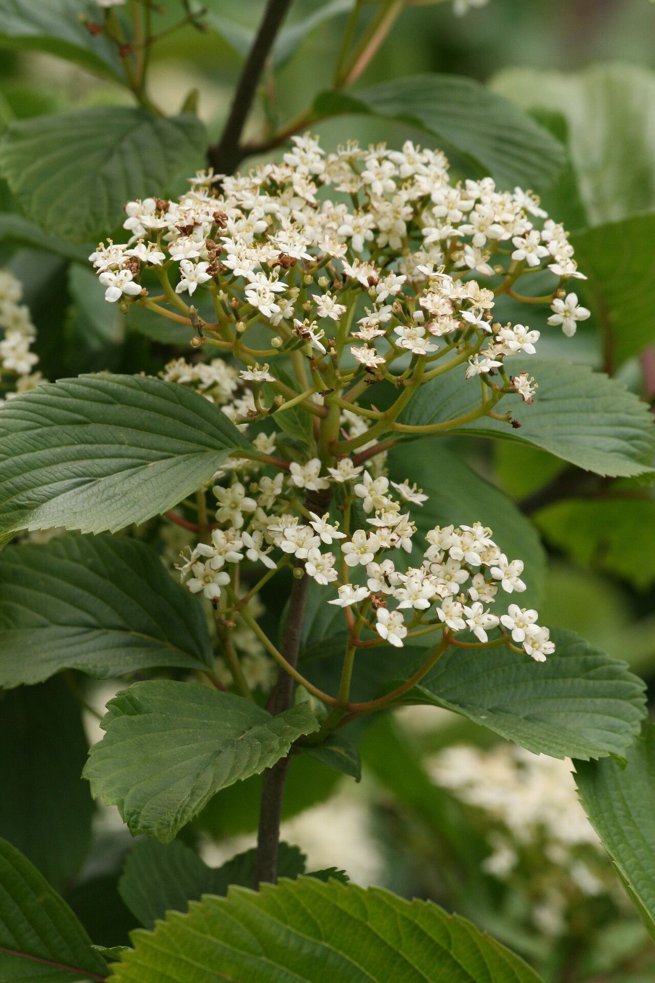 Viburnum sieboldii flower