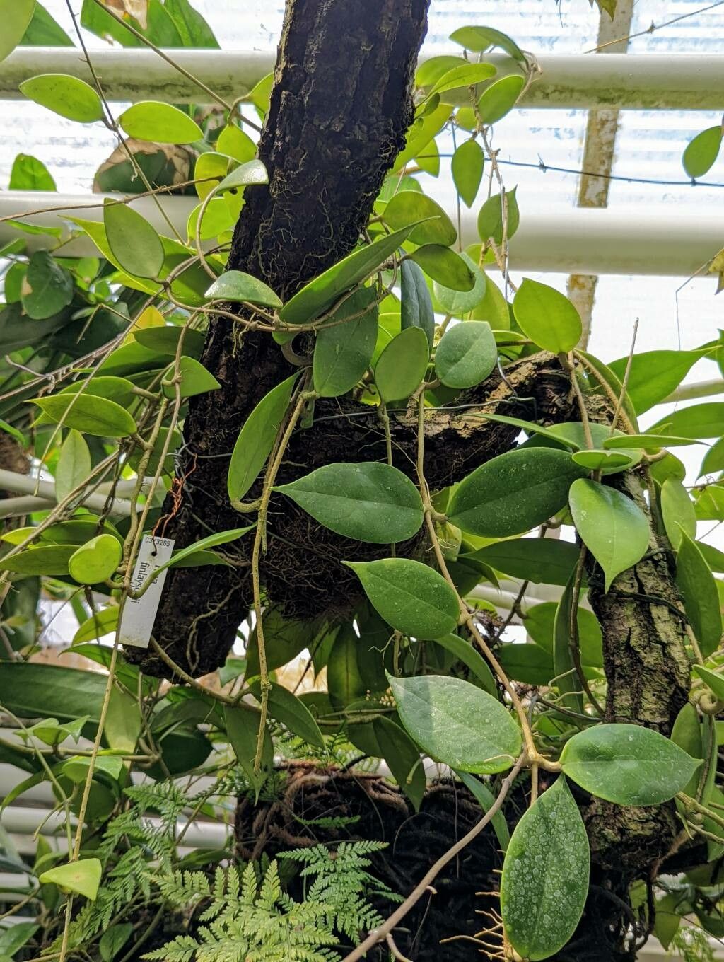 Hoya finlaysonii habit