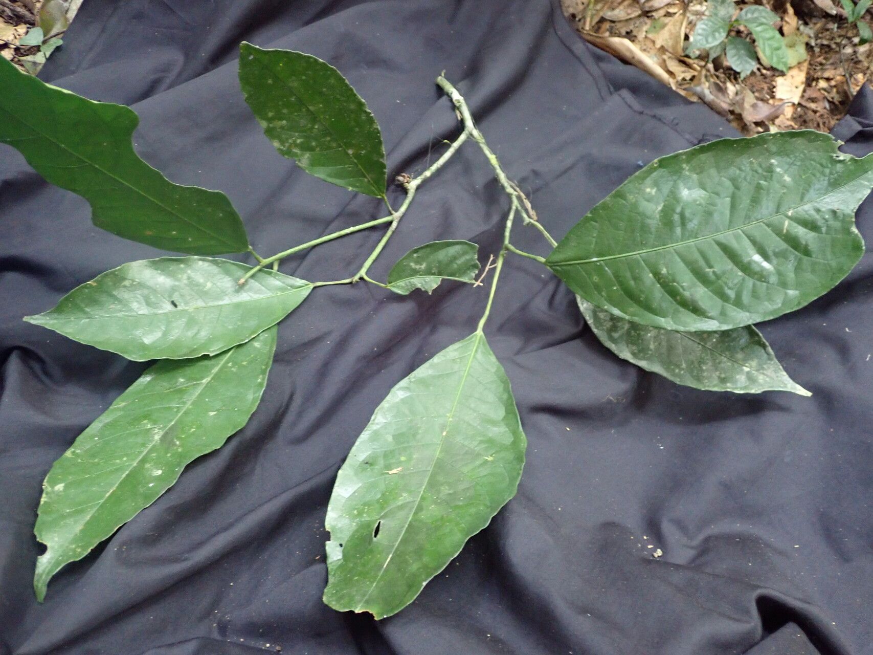 Rinorea oblongifolia — houseplant care guide