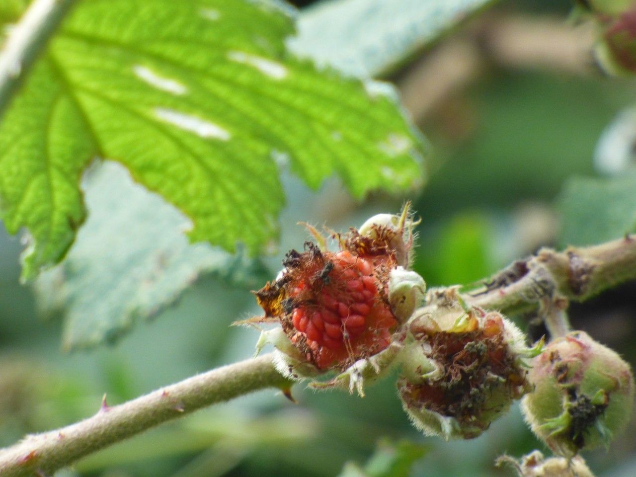 Rubus alceifolius fruit
