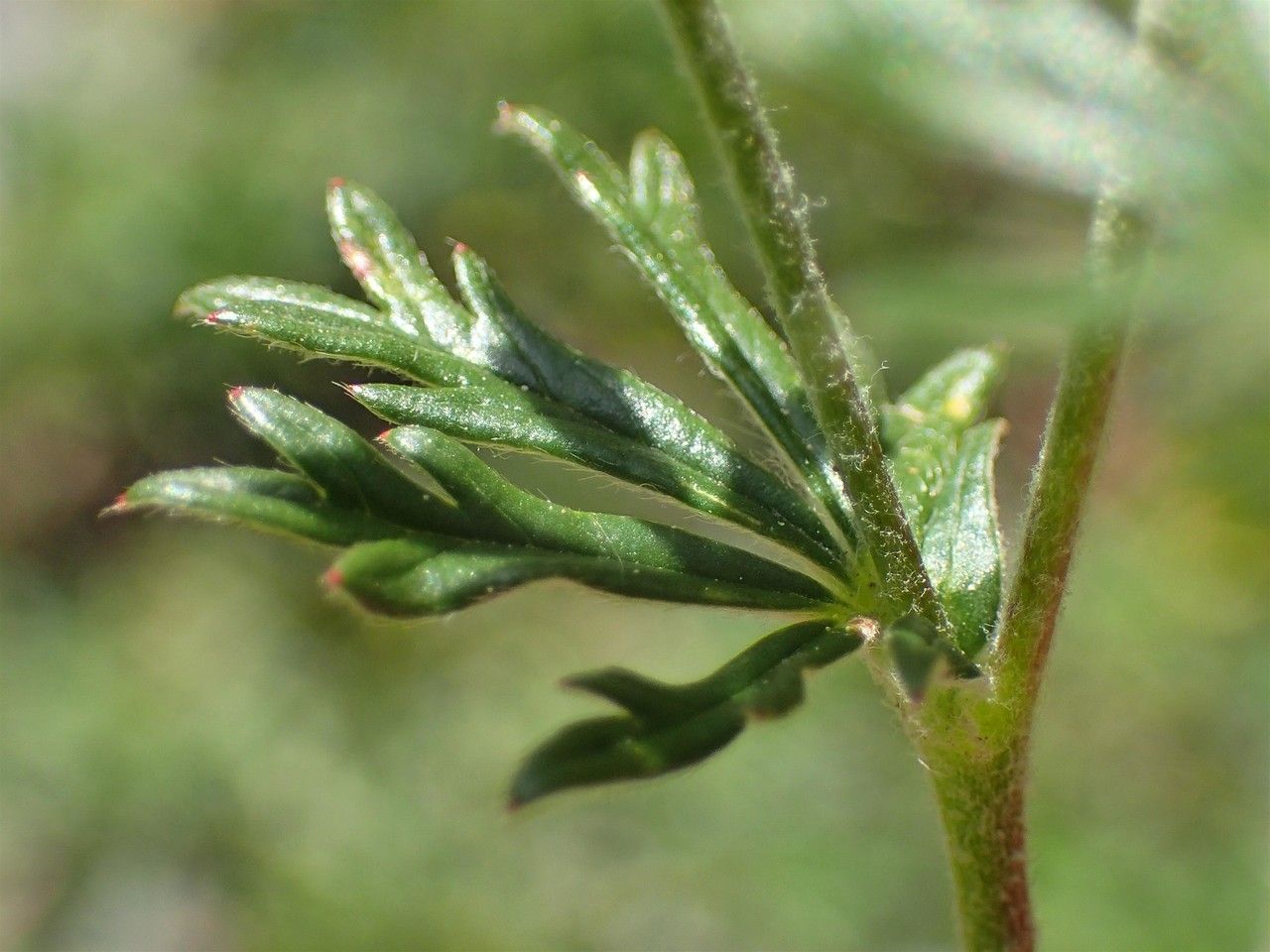 Potentilla argentea fruit