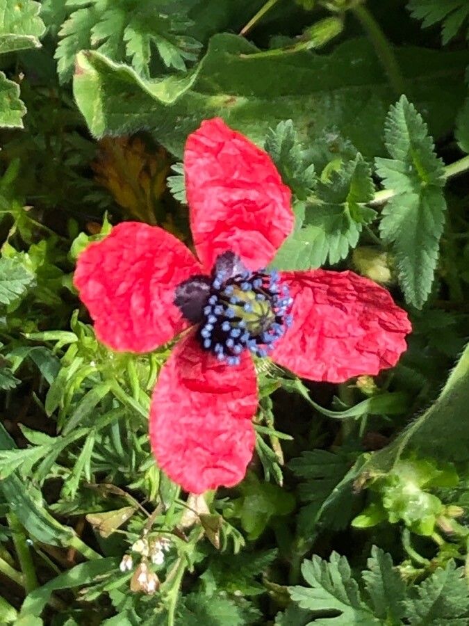 Papaver hybridum flower