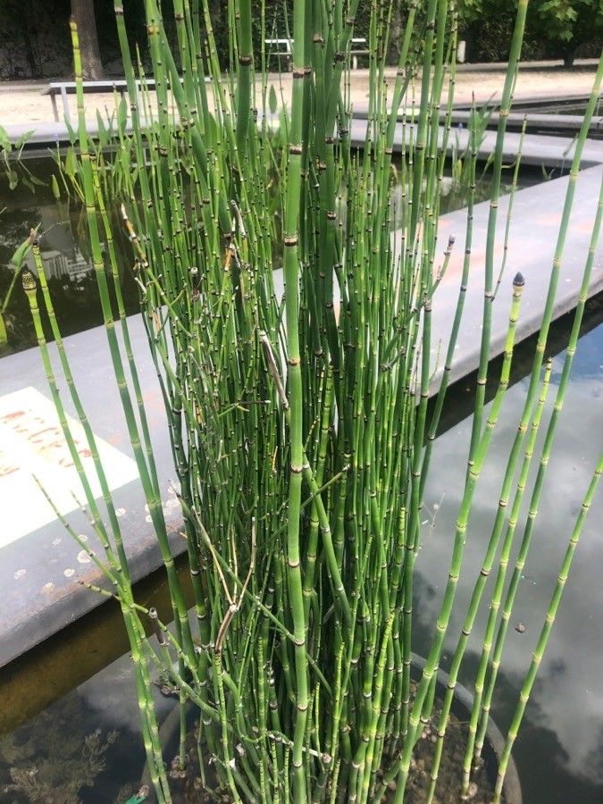 Equisetum scirpoides