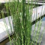 Equisetum scirpoides