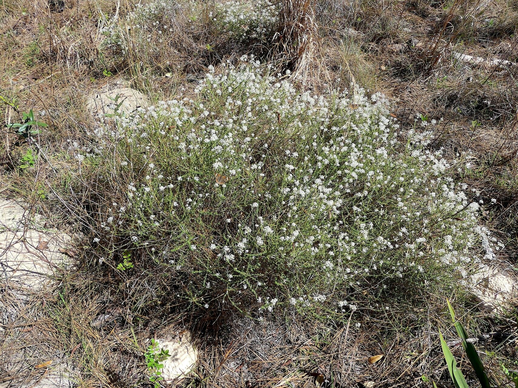 Ceanothus microphyllus habit