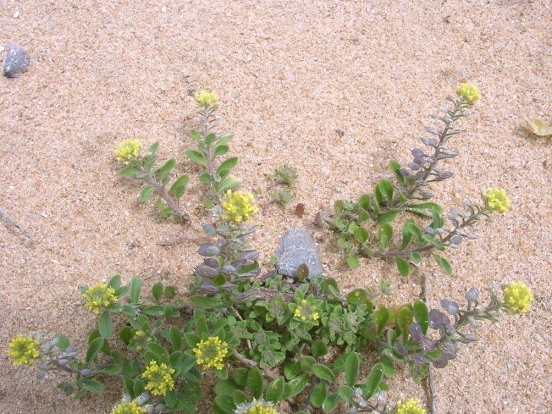 Alyssum campestre habit