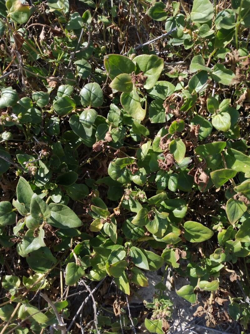 Mirabilis laevis — natural insect repellents houseplant