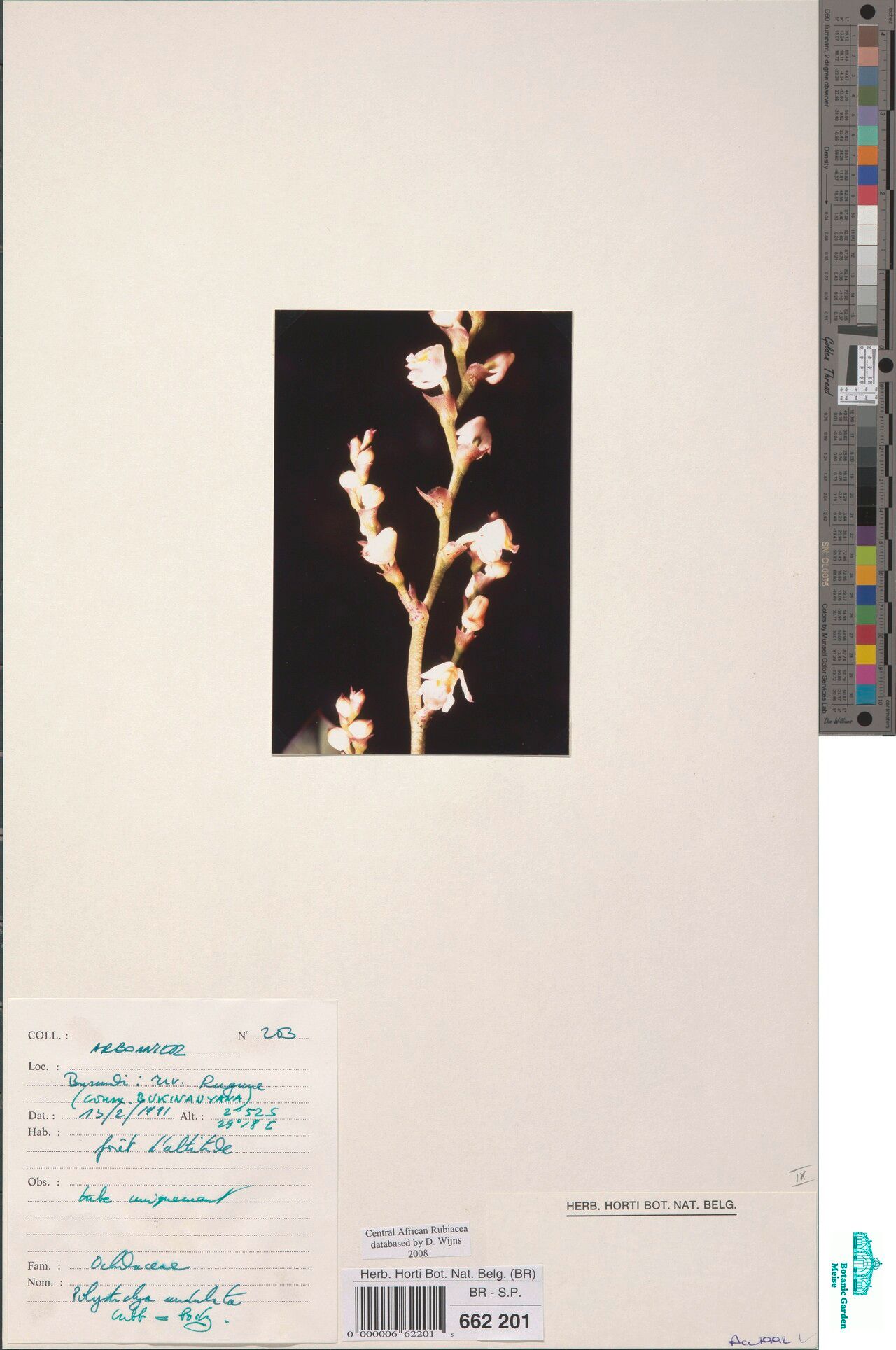 Polystachya undulata — houseplant care guide