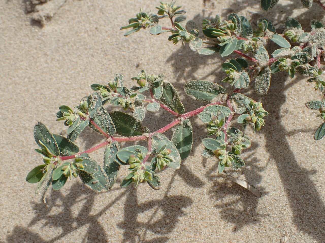 Euphorbia glaucophylla habit