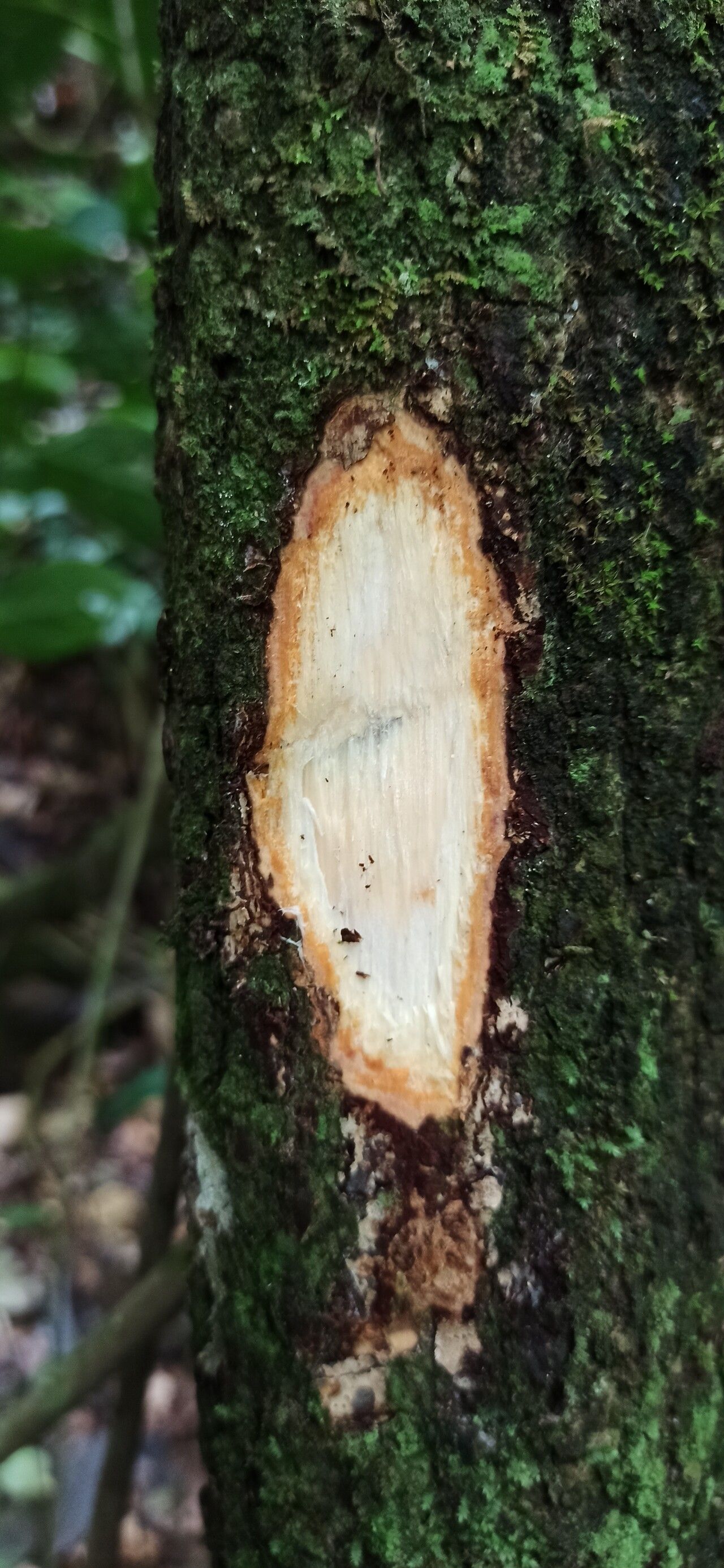 Albizia ferruginea bark
