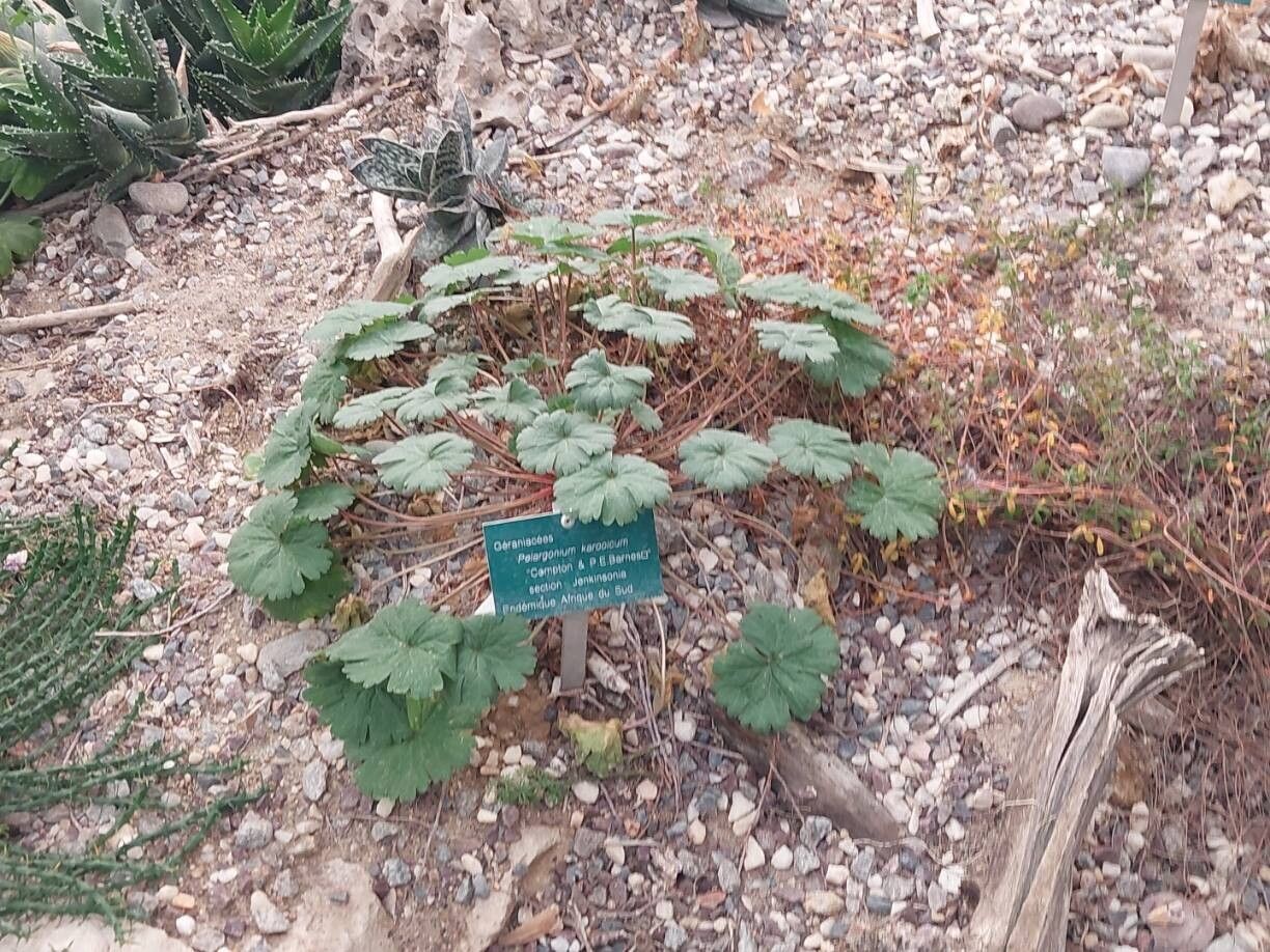 Pelargonium karooicum habit