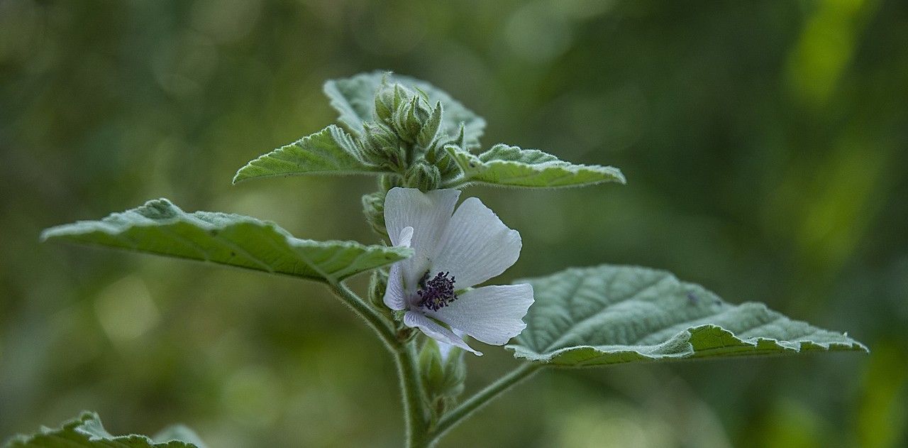 Althaea officinalis flower