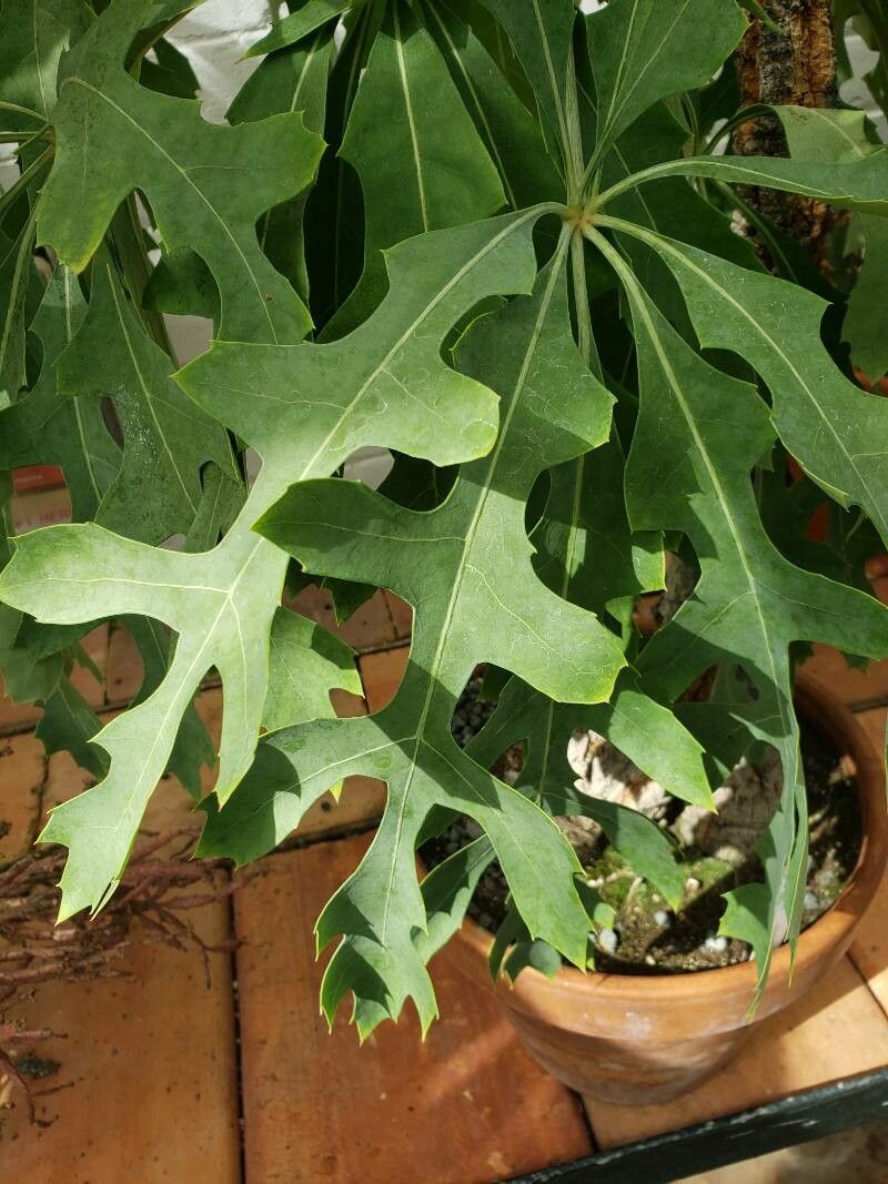 Cussonia paniculata — search result for 'Araliaceae'