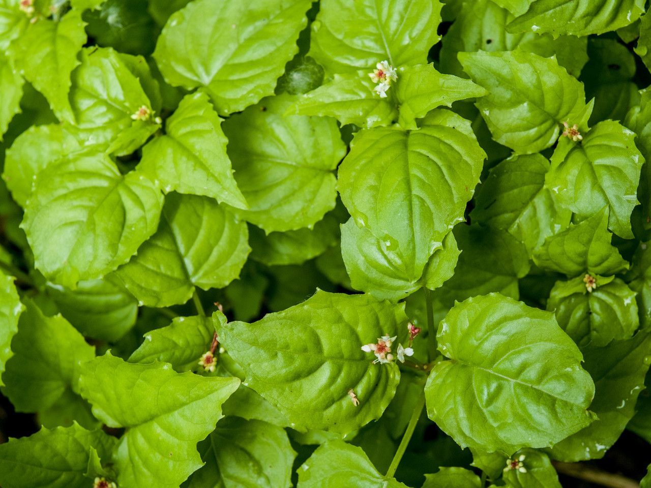 Circaea alpina flower