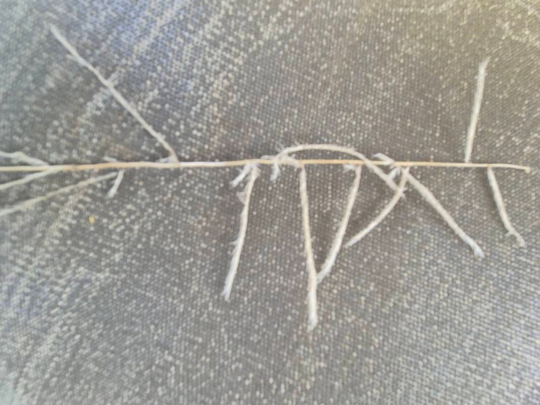 Dinebra polycarpha fruit