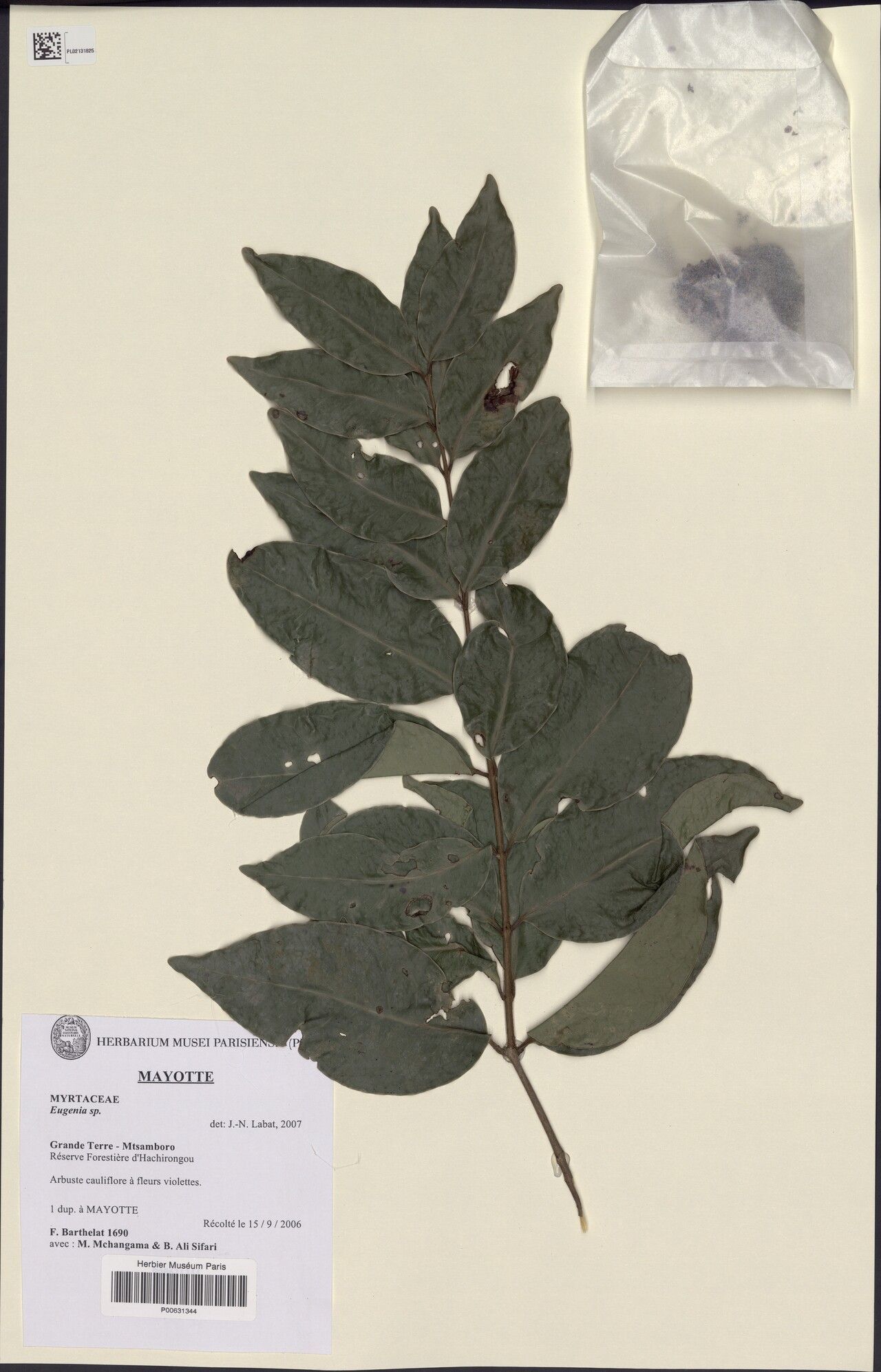 Eugenia pascaliana — houseplant care guide