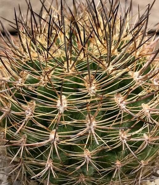 Eriosyce coimasensis habit