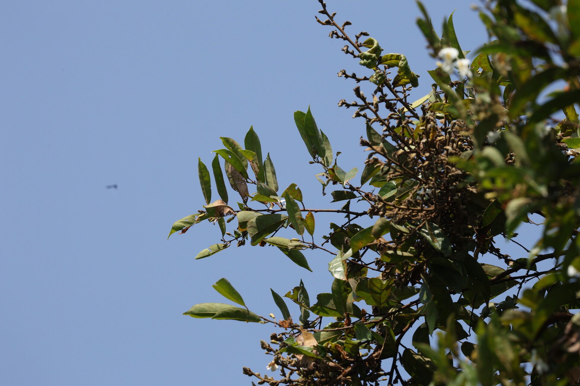 Baphia pubescens habit
