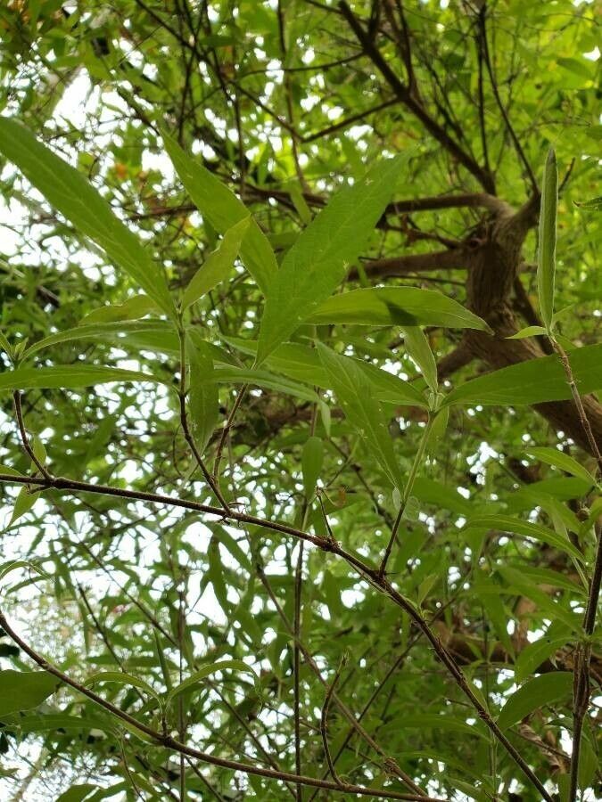 Arachnothryx leucophylla — search result for 'Panama'