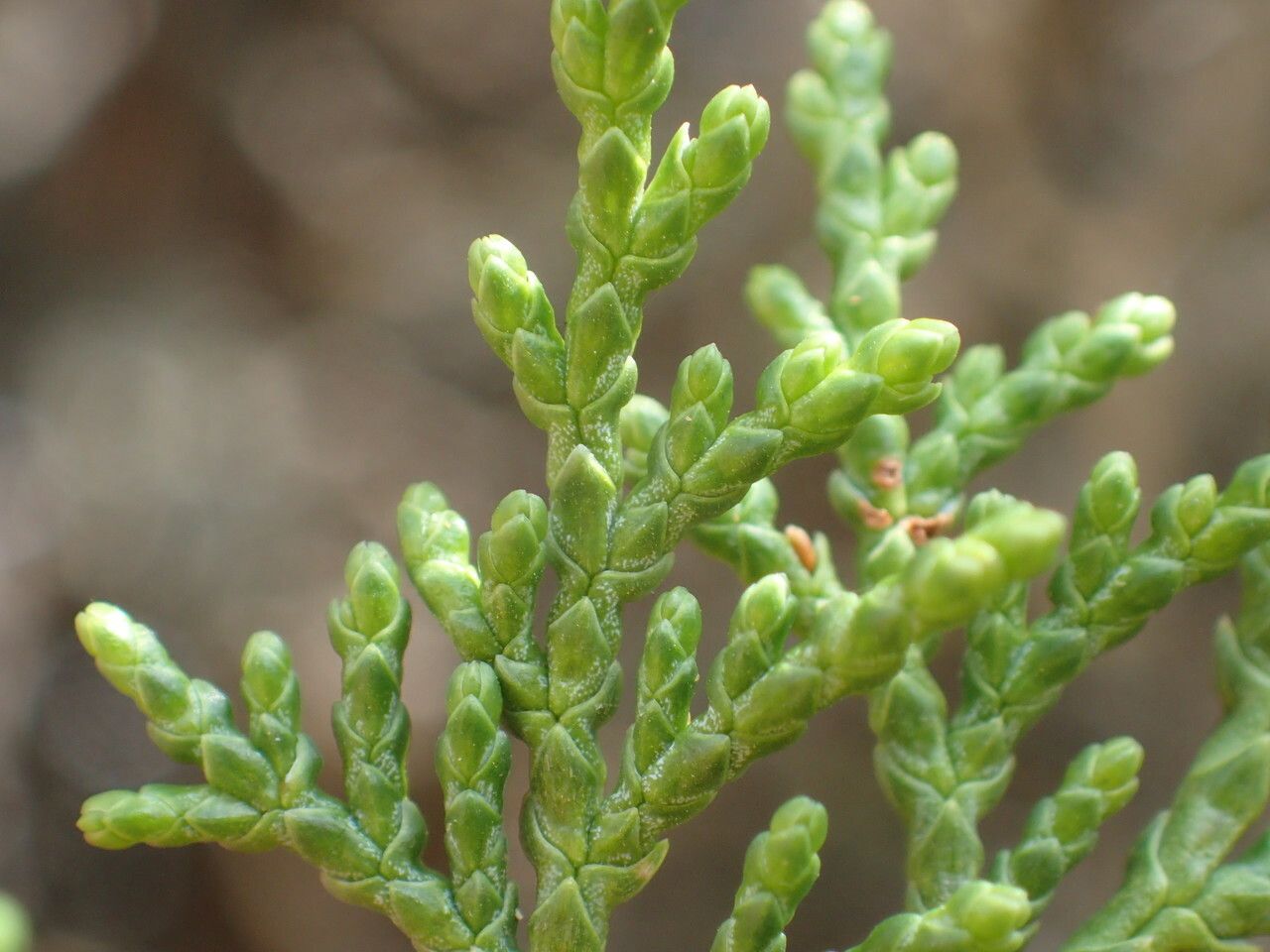 Juniperus foetidissima — search result for 'Cupressaceae'