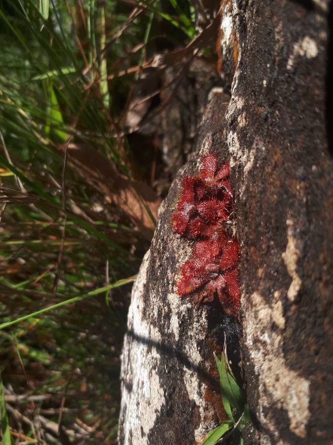Drosera spirocalyx — search result for 'Drosera'