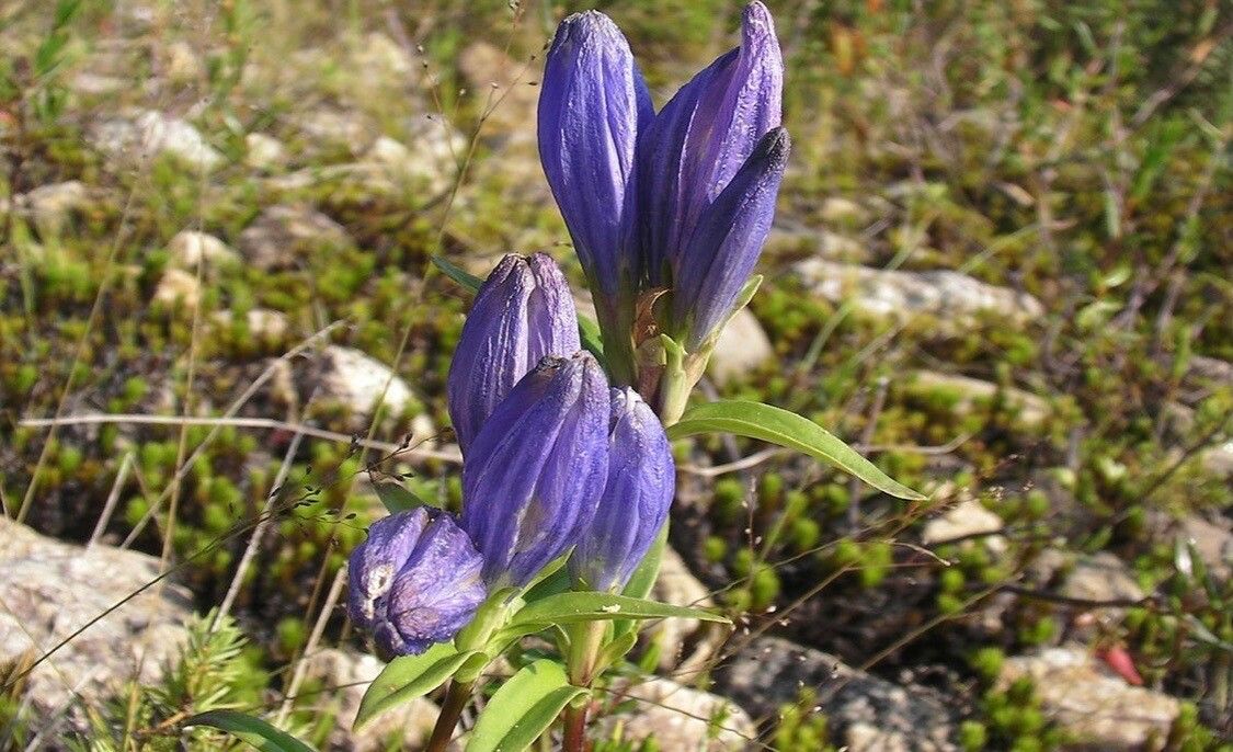 Gentiana linearis flower