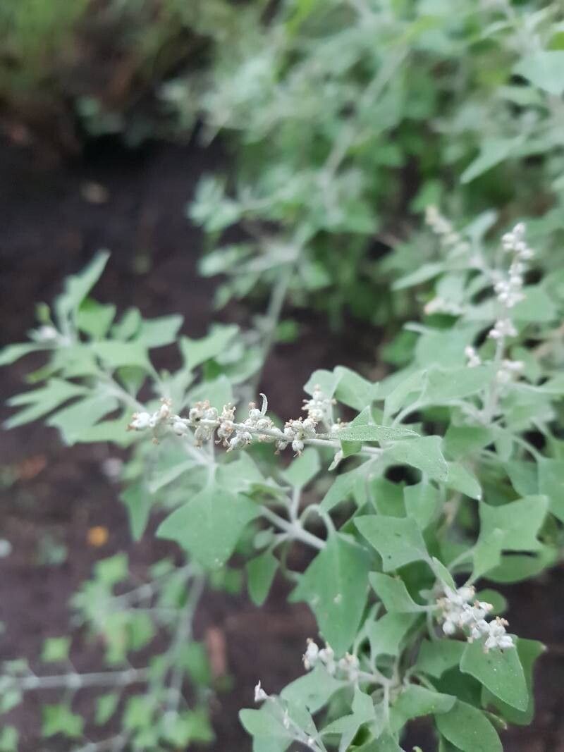 Chenopodium spinescens flower