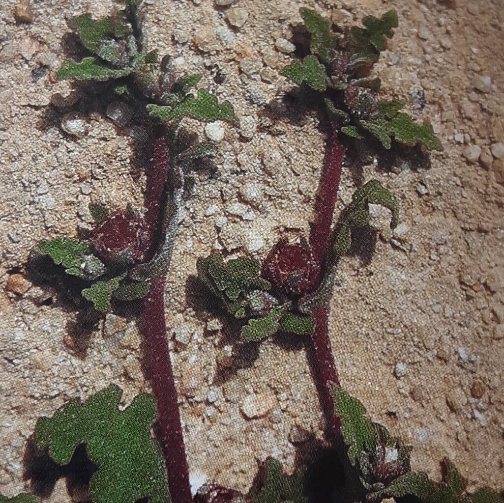 Cleretum herrei leaf