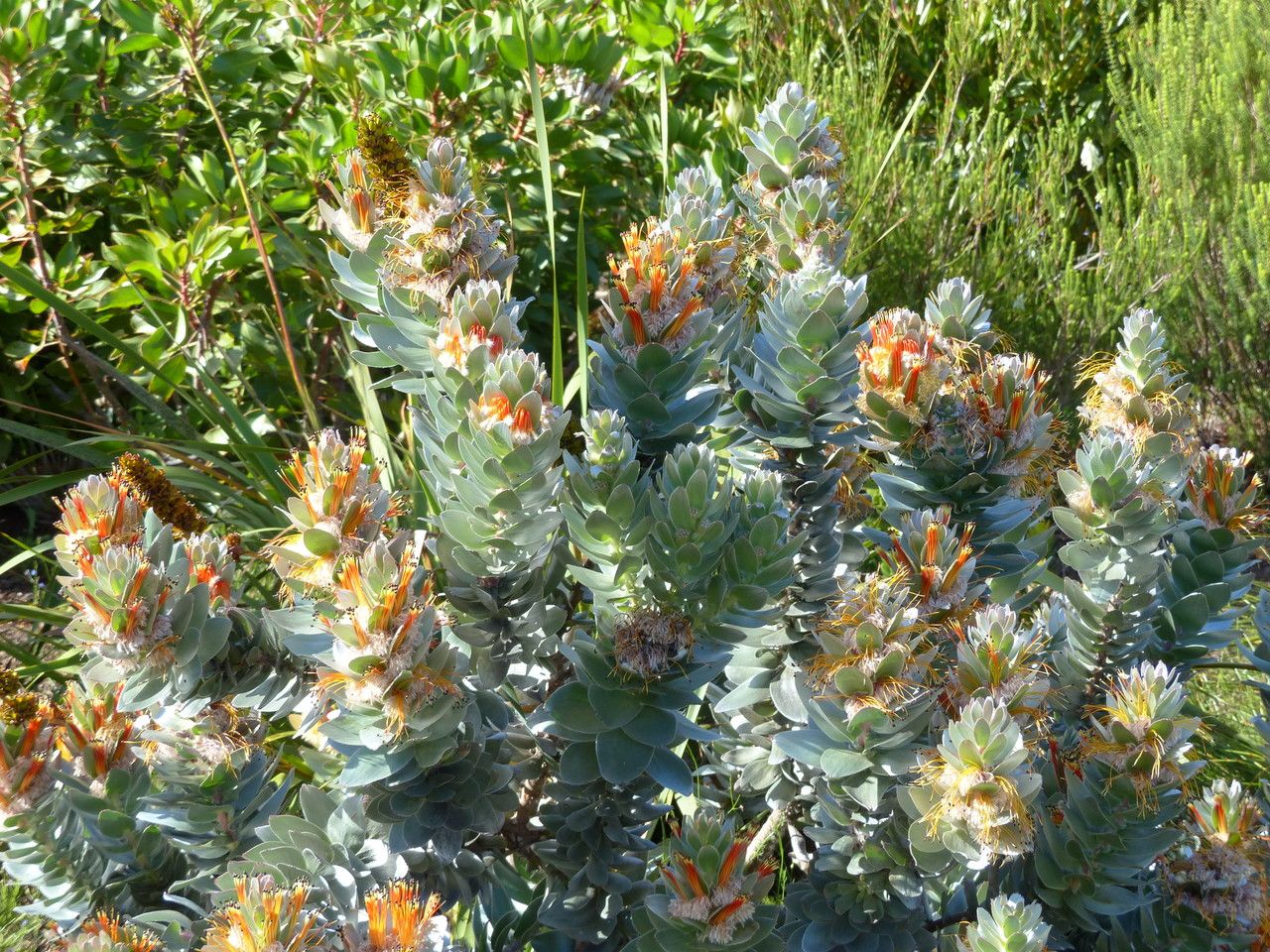 Mimetes hottentoticus habit