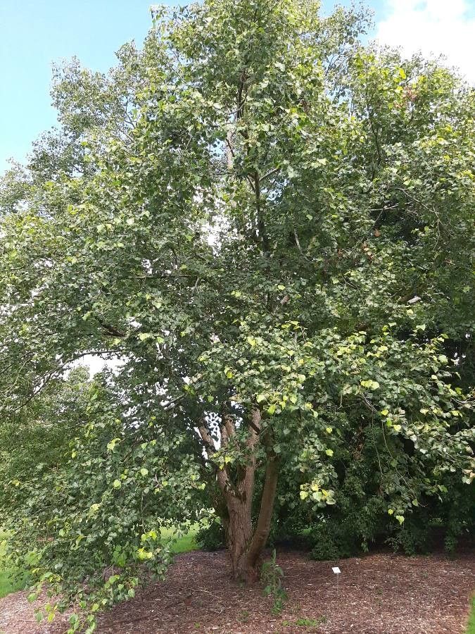 Tilia amurensis habit