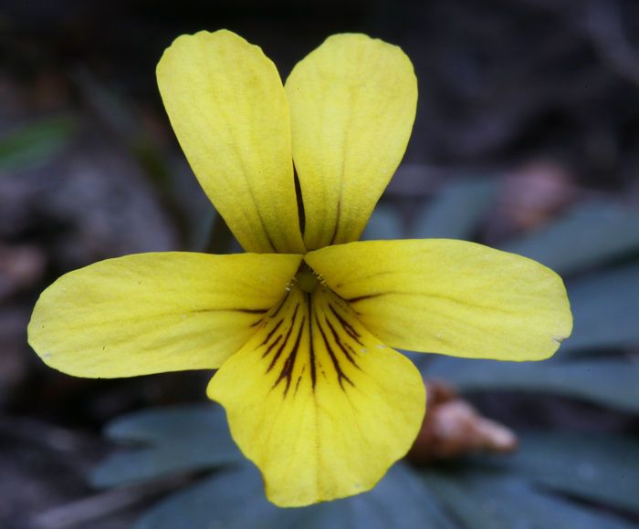 Viola sheltonii flower