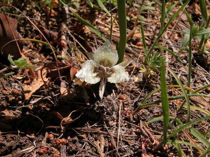 Calochortus westonii — search result for 'Calochortus'