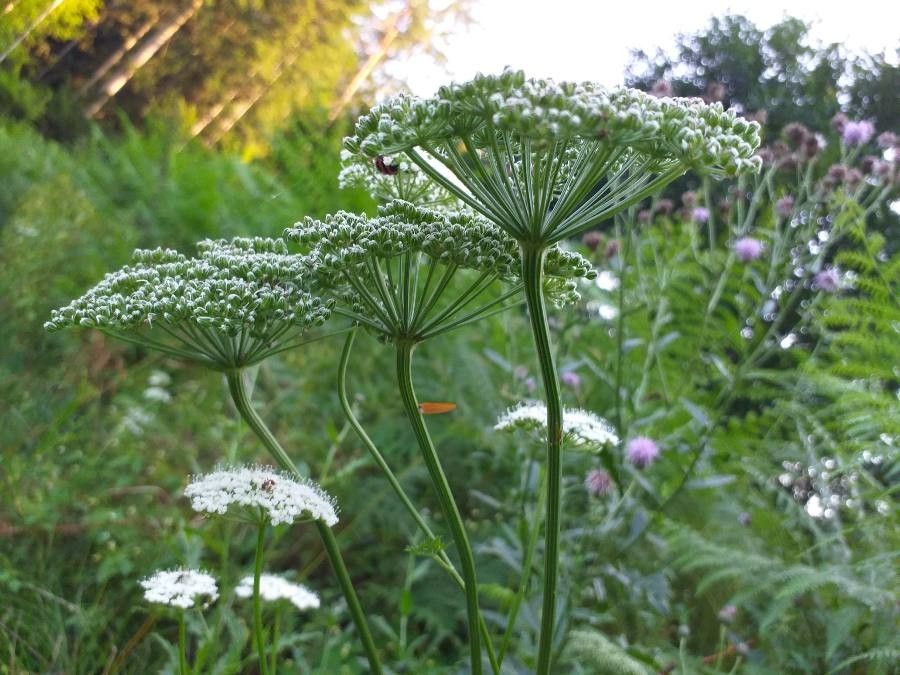 Selinum carvifolia flower