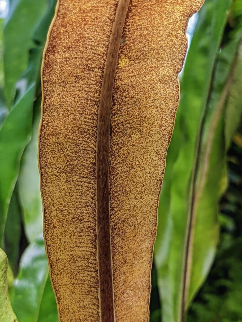 Elaphoglossum longifolium fruit