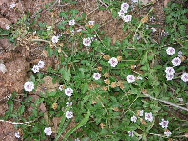 Phyla filiformis habit