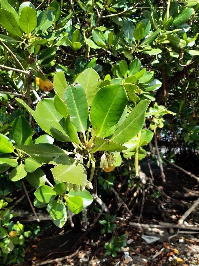 Rhizophora mucronata — related species from the same genus