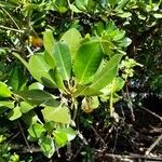 Rhizophora mucronata