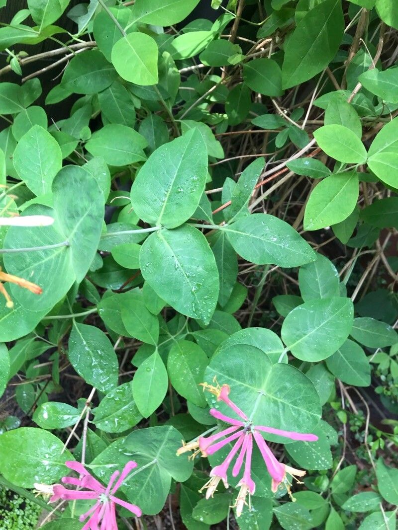 Lonicera × heckrottii leaf