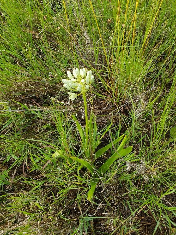 Ornithogalum donaldsoni habit