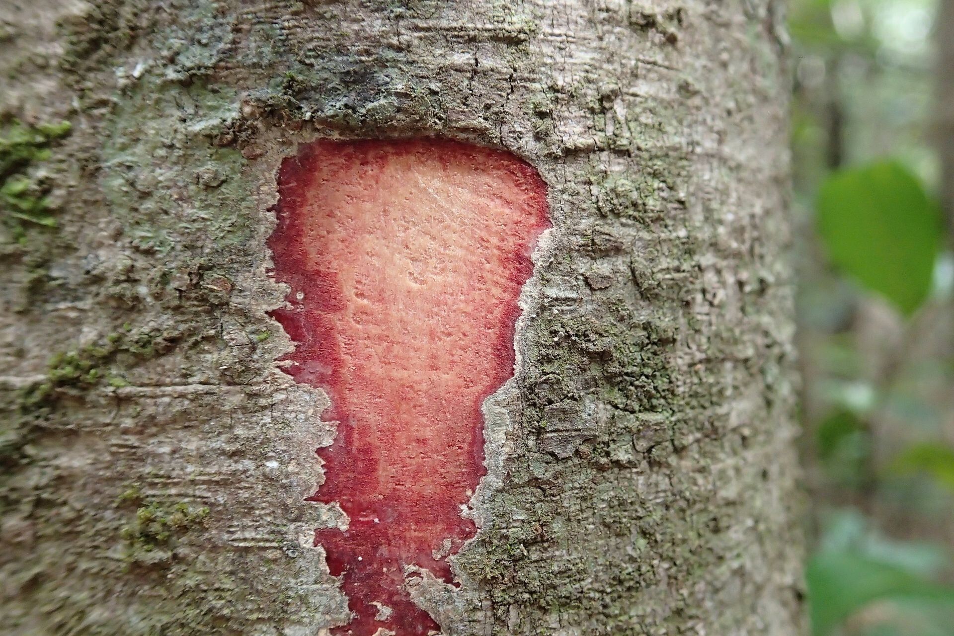 Hunga gerontogea bark