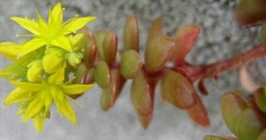 Sedum luteoviride flower