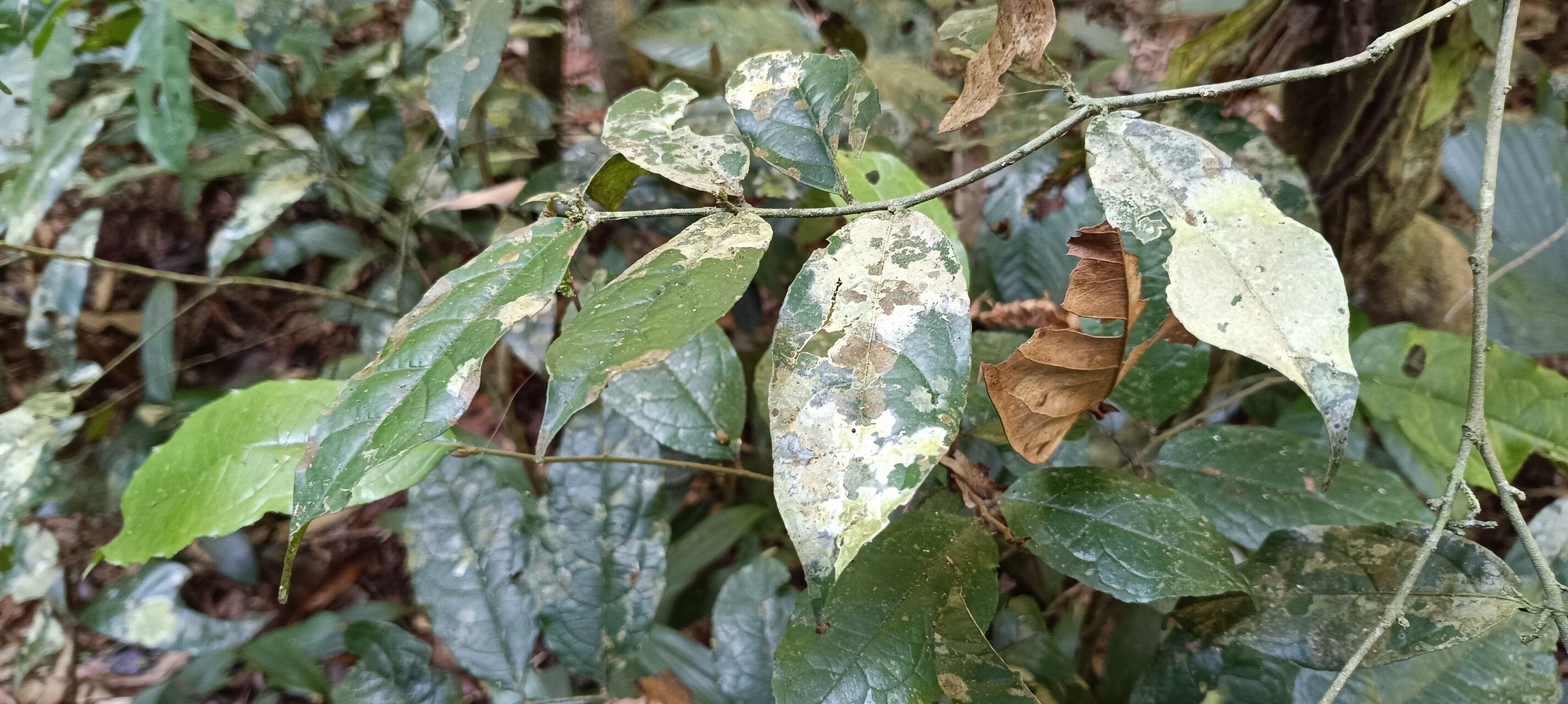 Salacia lehmbachii leaf